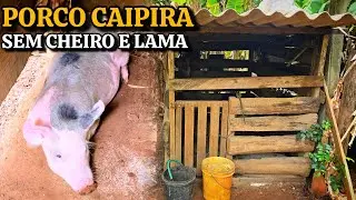 CRIANDO PORCO CAIPIRA E O CHIQUEIRO MAIS LIMPO QUE VOCÊ JÁ VIU #fyp #fypシ #sitio #roça 