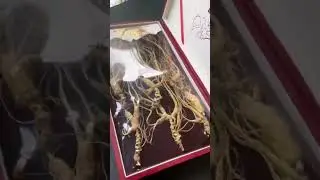 Changbai Mountain Wild Ginseng Exporters | Wholesale & Private Label Options