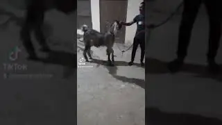 #goatfight