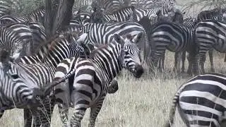 Zebra Braying