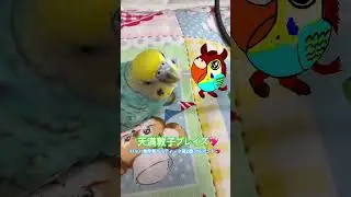ピーコの日常〜天満敦子プレイズ💖バッハ無伴奏パルティータ第2番💖アルマンド🦜✨💖