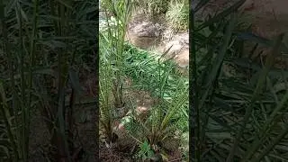 Cara Pruning Sawit Kecil, Penunasan Bibit Kelapa Sawit, pruning Palm Oil Seeds #palmoil