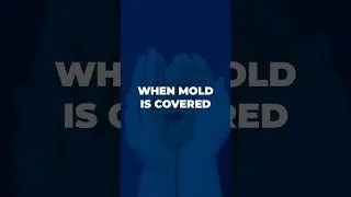When Insurance Covers Mold ✅ | Homeowners Guide