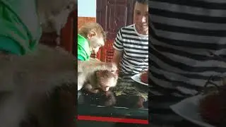 обезьяна сэм любит обезьяну ашер младший