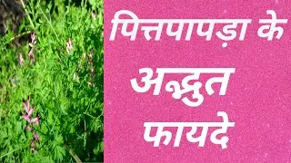 पित्तपापड़ा के फायदे | Pitpapra Herb Benefits in Hindi @herbalhealthcare