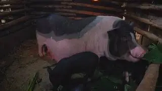 Wild Farm | Daily Pig Care & Watching Playful Piglets