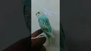 😘 #spangle #budgie