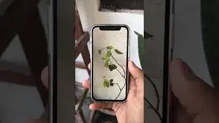 Iphone 12 Camera Test 🔥