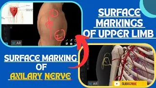 Surface Marking of Axillary Nerve | Surface Markings of Upper Limb | Medical Medics