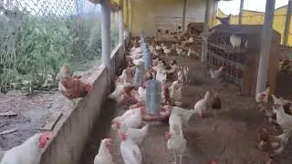 criatorio Barreto.como eliminar ratos em galinheiro ou galpão.