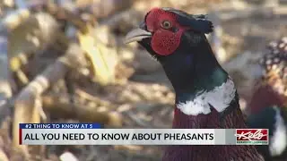 Everything to know about South Dakota's state bird