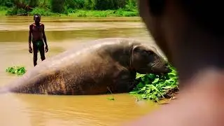 Mokele Mbembe the African Cryptid in the Congo a living dinosaur that blocks rivers,