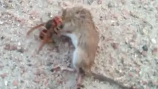 Usa, paura per la vespa mandarinia: l'aggressivit&agrave; dell'insetto &egrave; letale nella lotta con un topo