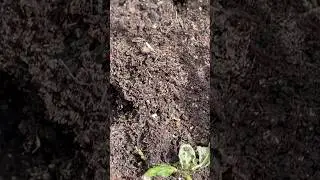 #ants 😱 turning the compost bin because