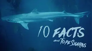 10 Facts about Tope Sharks - Schools of Tope Sharks at La Jolla Cove (4K)