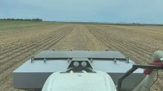 September rapeseed sowing among tomato fields