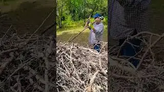 Cutting small branches of pine trees for fire 2... Thank you for watching