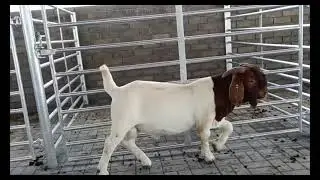 A balanced goat according to SA boergoat Standard