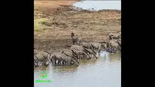 What is the secret of zebra's stripes?#nature  #viral #youtube#Zebras