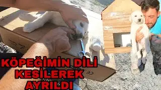 KÖPEĞİMİN KULAKLARI DEĞİL DİLİ KESİLECEK!!!GÖRÜNCE BENDE ŞAŞIRDIM~KULUBE YAPTIM