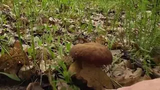 Boletus reticulatus - hr&iacute;b dubov&yacute; , SVK, 23.05.2019