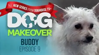 Adorable Nervous Stray Dog Gets His First Grooming | Dog Makeover