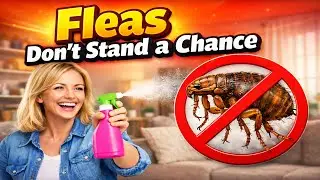 The Only Method You Need to Remove Fleas from Your Home