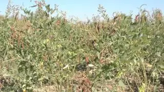 Pigeonpea English