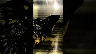 Ikan cupang kuning copper terbaru 2022