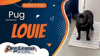 Pug Louie ~ Best Pug Trainers ~ Off Leash K9 Training Phoenix
