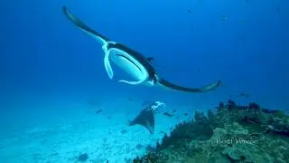 Dances with Mantas in 4K
