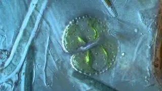 Cosmarium Algae 2