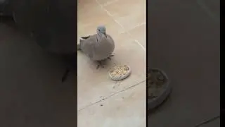 Kumru Kuşu Beslenme