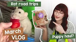 Три путешествия с крысами: Crufts и щенки | VLOG