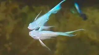 The Stunning Evolution of Guppy Fish: From Tiny Fry to Vibrant Beauty
