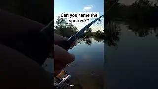 Do you know what species this is? #multispeciesfishing #freshwaterfishing #multispeciesfishing