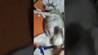 PREGNANT HUSKY READY TO GIVE BIRTH 🥰 #siberianhusky  #adorablehusky #doglife #huskylovers #shorts