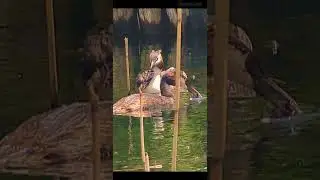 Dad bought a too big fish this time 20240603 Great crested #grebe #Nature v12