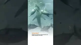 How Sharks Hunt Small Fish  #wildlife