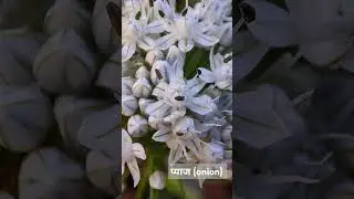 onion (Allium cepa) #mobilography #macrophotography #shotonredmi