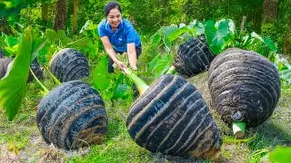 Harvesting Giant VENOM TARO Go to Market Sell | power of women | L&yacute; Thị Hằng