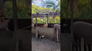 #backyard #farming #farm #backyardfarming #pigs #chicken #Animals #philippines #nature #garden