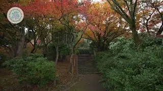 Autumn leaves scenery at Maruyama Park in Kyoto | Nature Scenery Documentary 4K