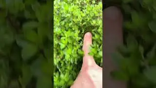 asmr Finger POV - Frischer Thymian #asmr #fingerpov #slowmotion #herbs