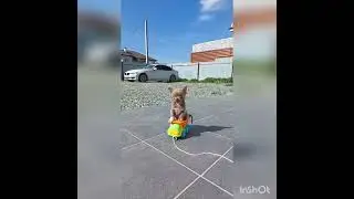 Мини девочка, лиловая #puppy #pets #doglover #chihuahua #love #animals #funny #cute #nature