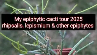 My epiphytic cacti tour-rhipsalis, lepismiums, epiphyllums 2025-Epiphytes show