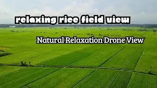 Pure Nature from Above | Relaxing Drone Over Rice Fields #88studio #RelaxingVideo #DroneFootage