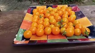 Sunsugar Tomato-My favorite Non-Heirloom Cherry Variety!