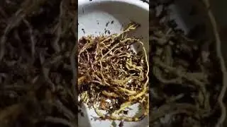സർബത്ത് സിറപ്പ്🍺എങ്ങനെ വീട്ടിൽ ഉണ്ടാക്കാം😋