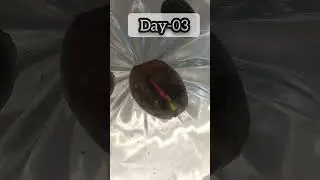 lotus seed germination #lotus #nature #shortsviral #viralvideos #update